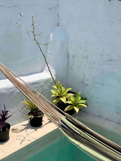Casita Azul Colonial En El Centro De Merida. 외부 사진